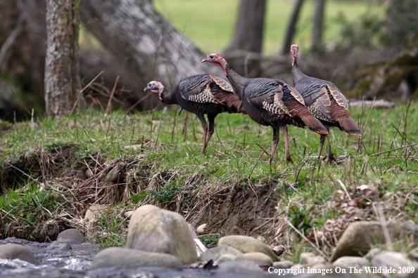 Eastern Wild Turkeys in habitat