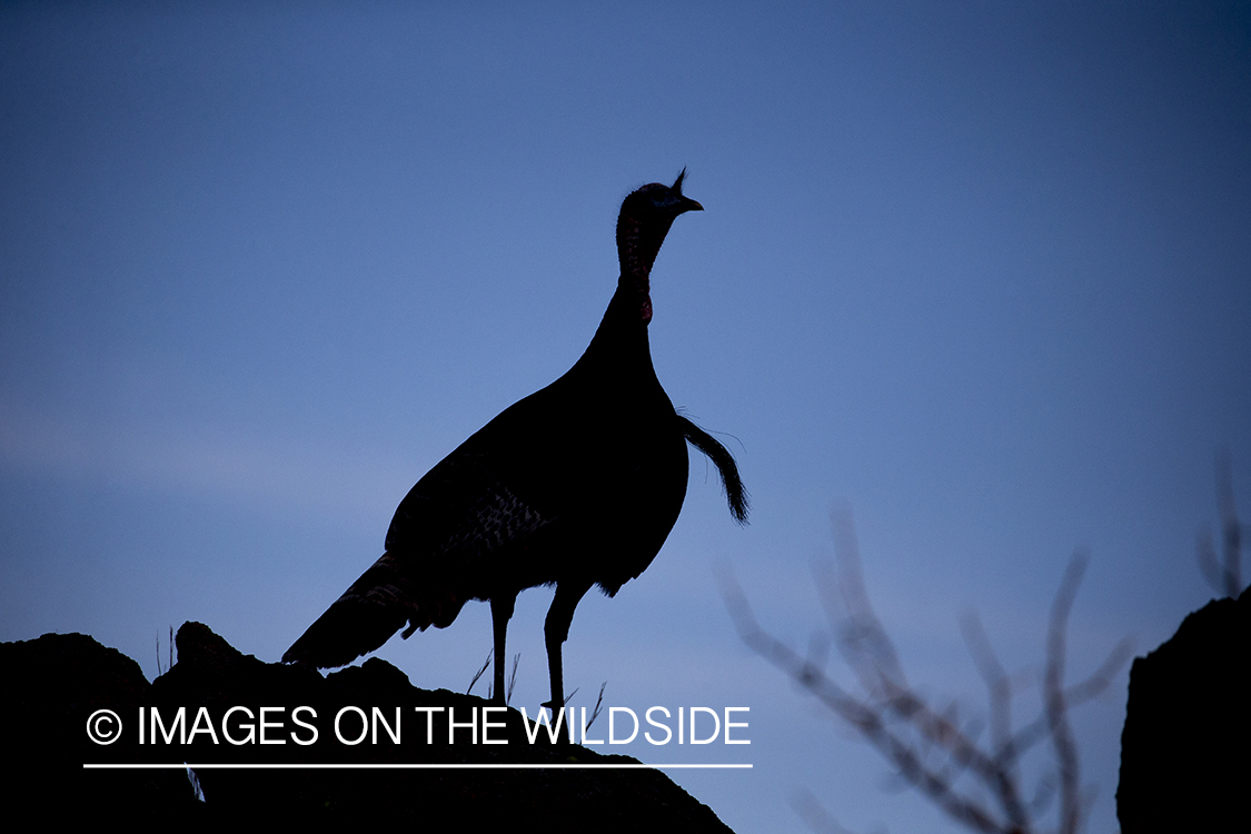 Rio Grande Turkey in habitat.