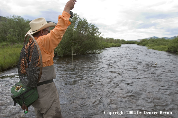 Flyfisherman playing fish.