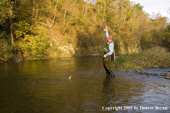 Flyfisherman playing trout on small creek.