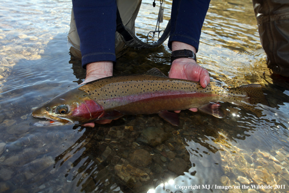 Rainbow trout in habitat.