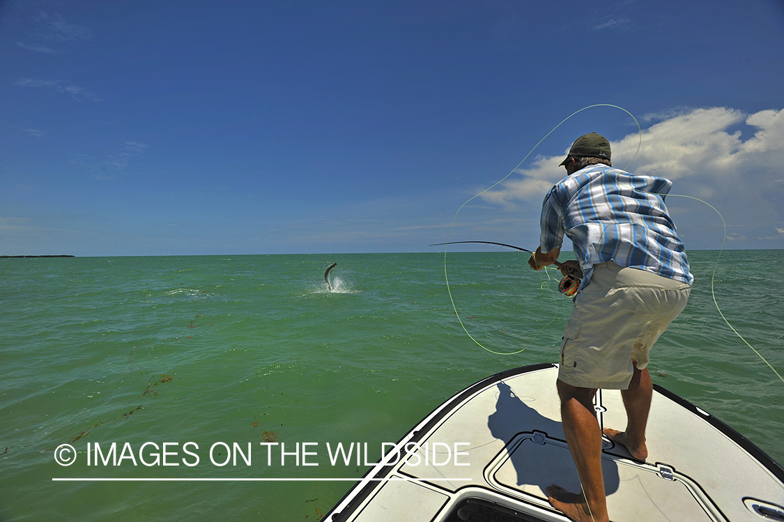 Flyfisherman fighting jumping tarpon on line.