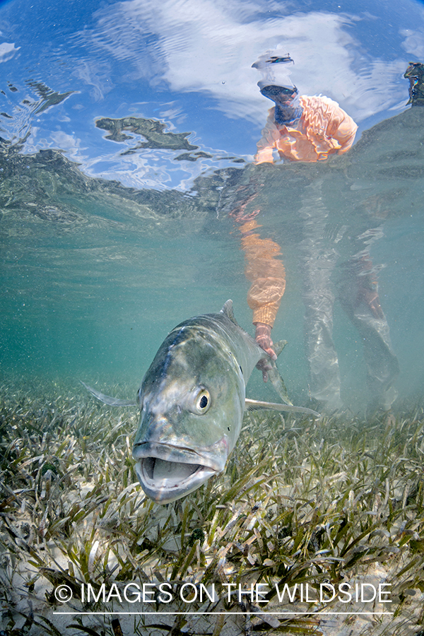 Flyfisherman releasing jack crevalle.