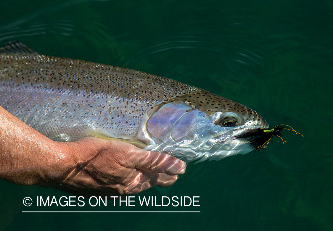 Rainbow trout.