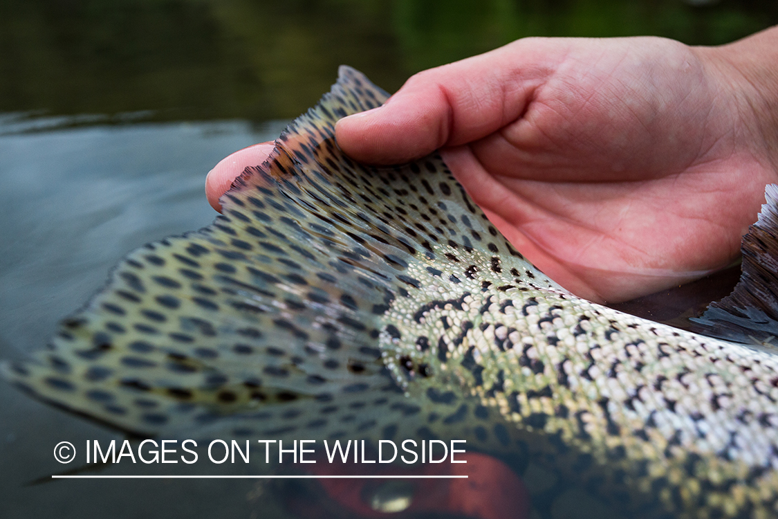 Closeup of rainbow trout. 