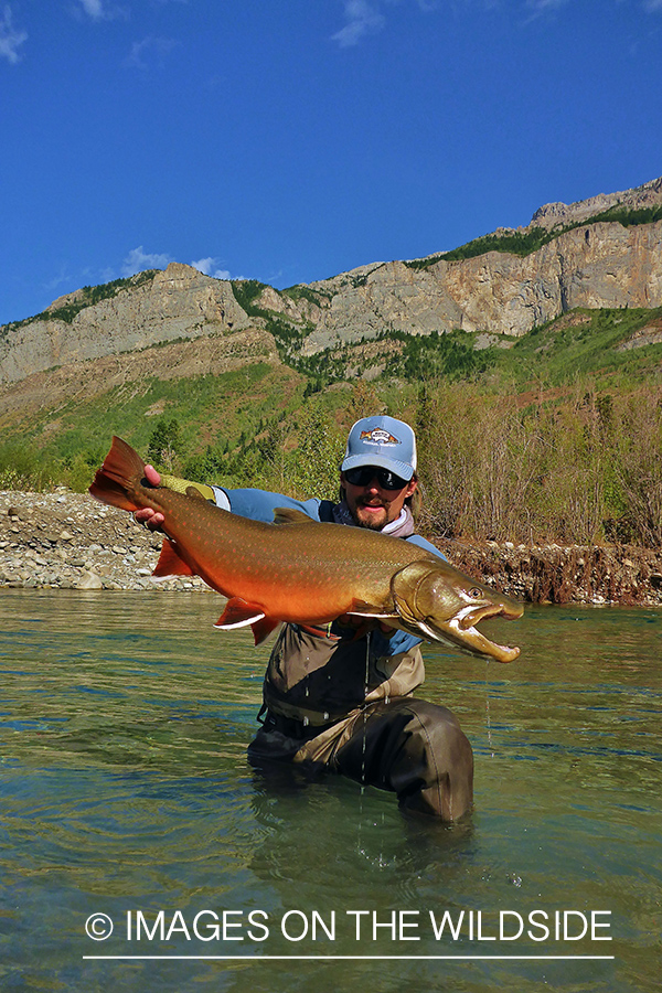 Flyfisherman releasing bull trout.