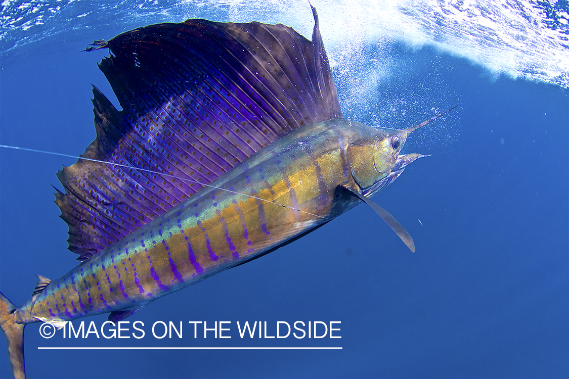 Sailfish on the line.