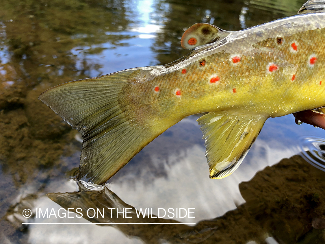 Brown trout tail fin.