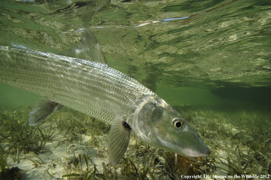 Fisherman with a bonefish.