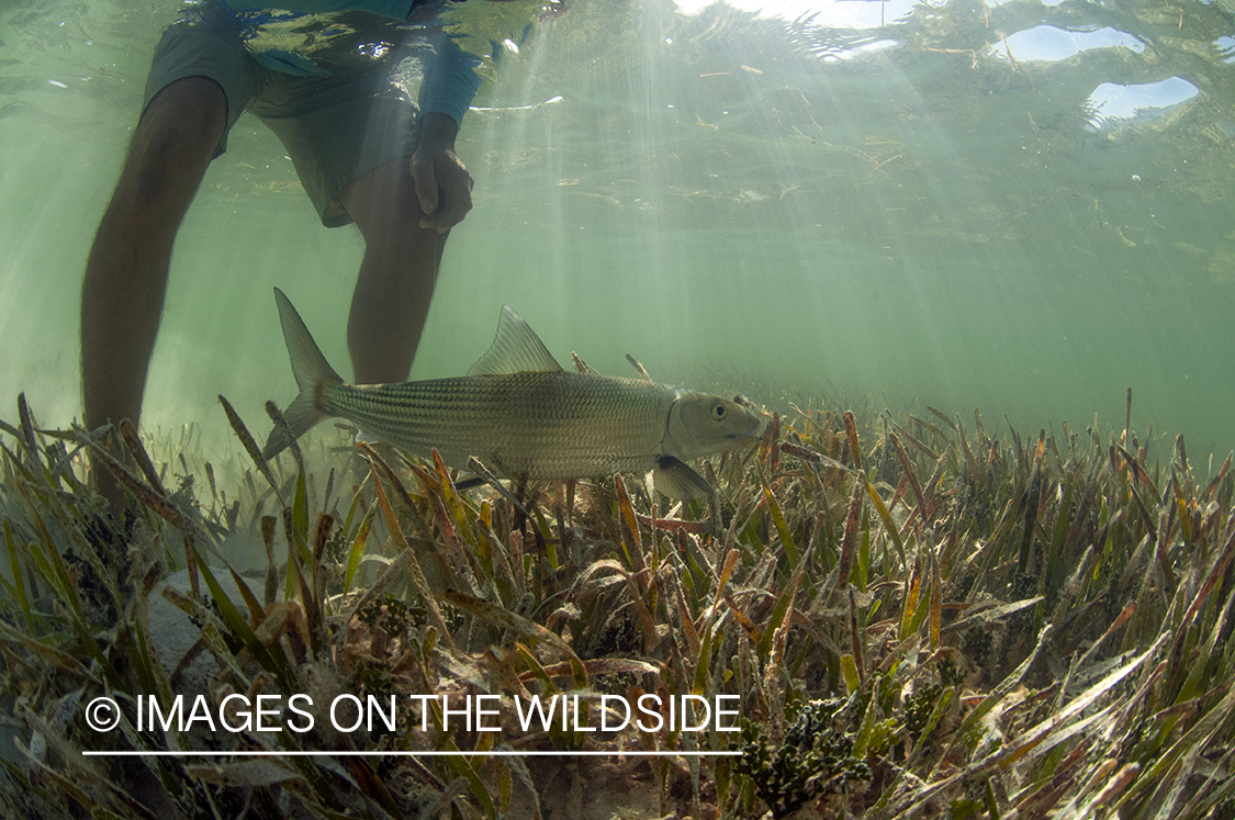 Flyfisherman releasing bonefish.