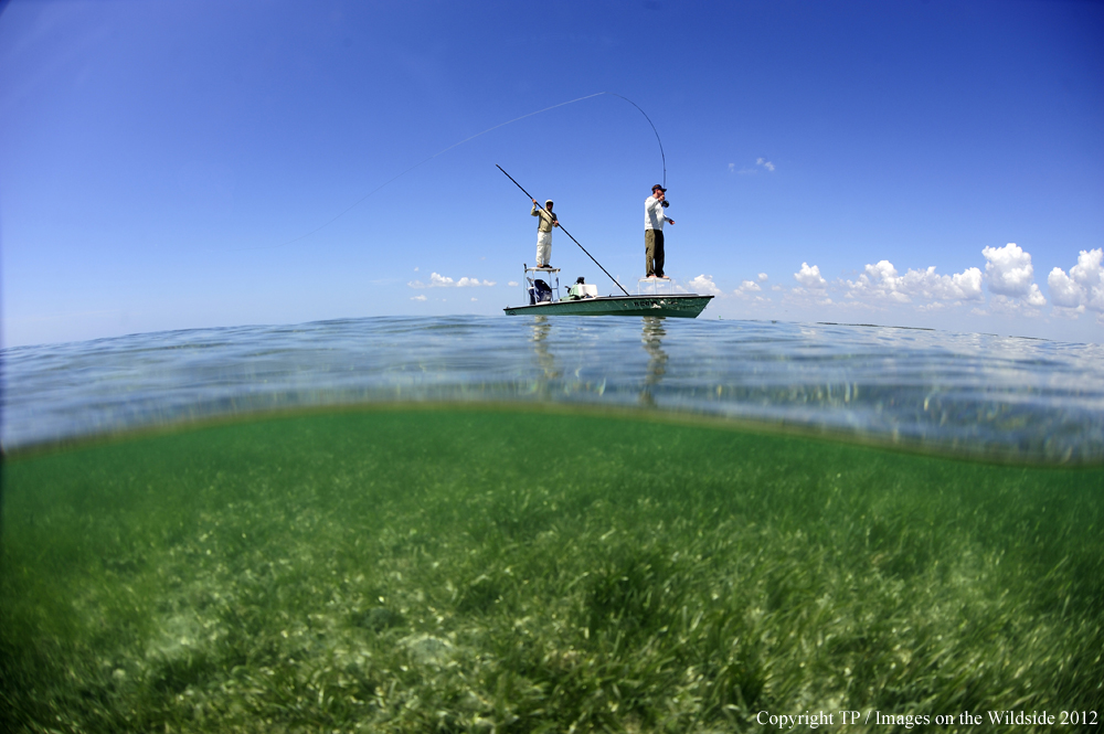 Flyfishing for Tarpon. 