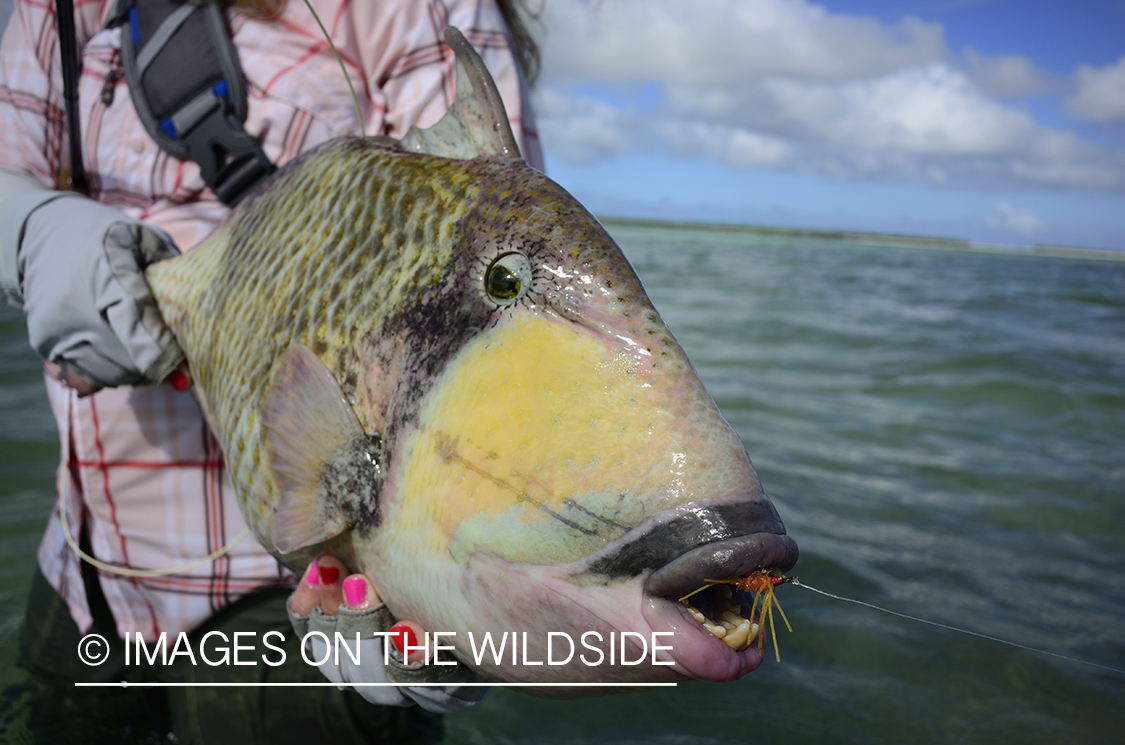 Woman with Peachy Triggerfish.