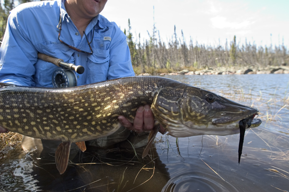 Flyfisherman with Northern pike