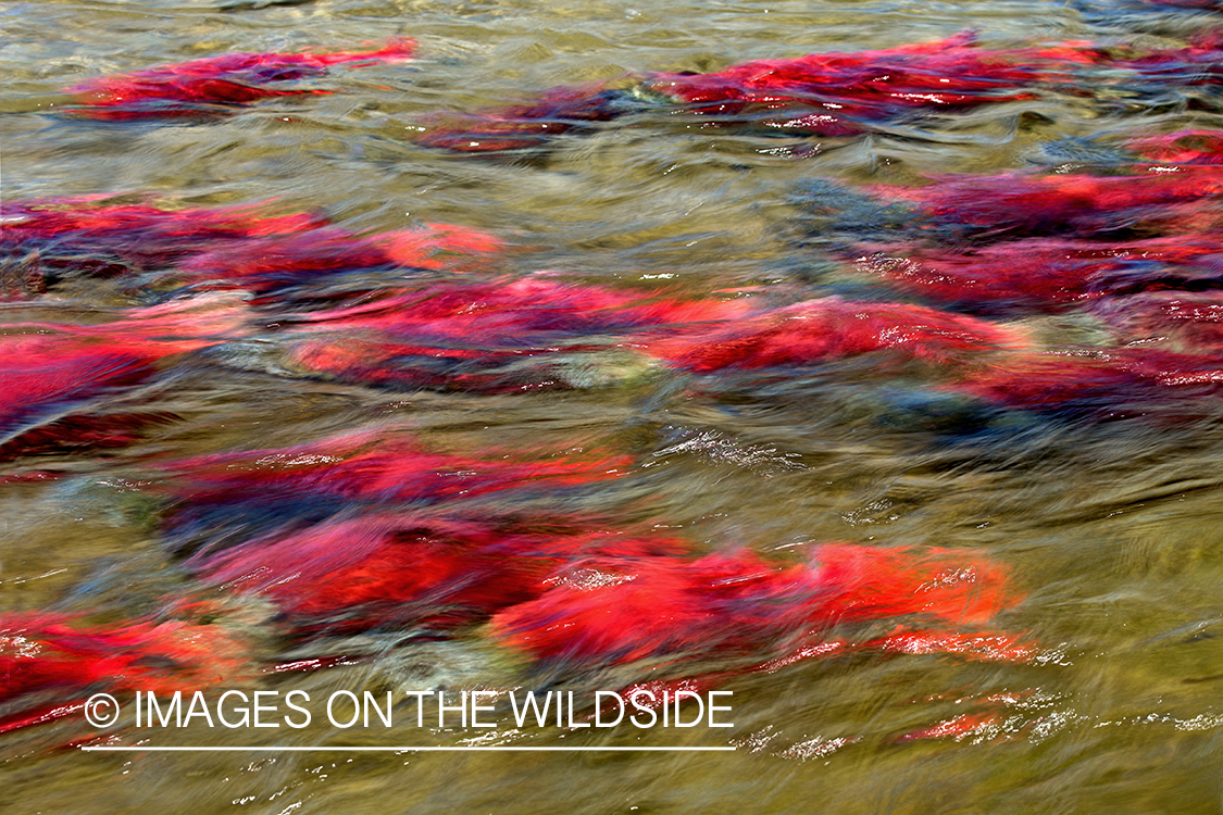 Alaskan Sockeye Salmon (Bristol Bay, Alaska)