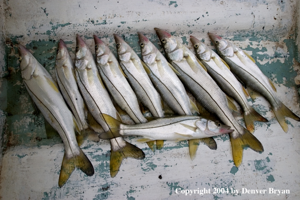 Flyfisherman's snook catch