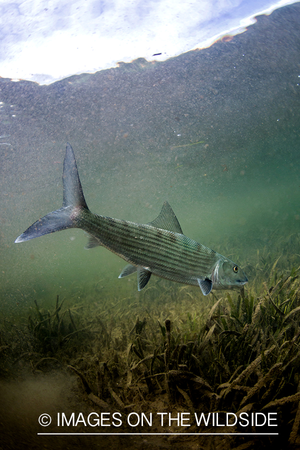 Bonefish underwater.