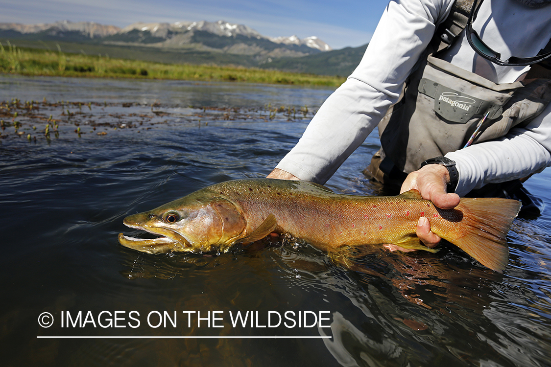 Flyfisherman releasing brown trout.