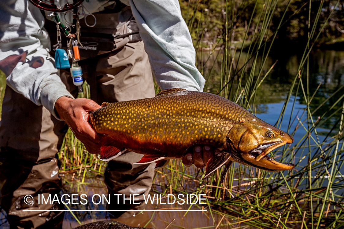 Flyfisherman with brook trout.