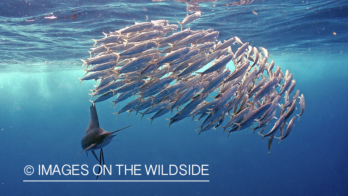 Sailfish hunting bait fish in open ocean.