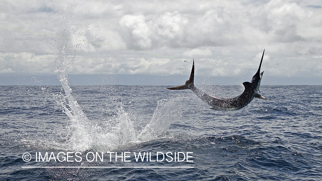 Deep sea fisherman fighting jumping blue marlin.
