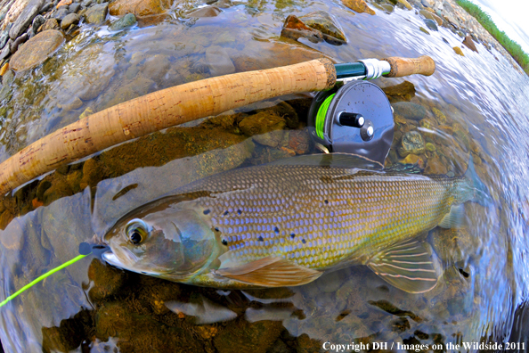 Greyling with spey rod. 