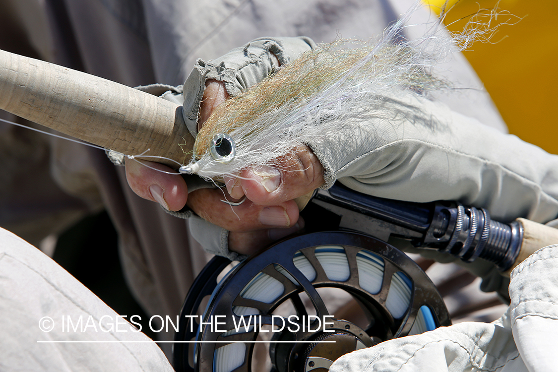 Chasing roosterfish on Baja Peninsula, Mexico.