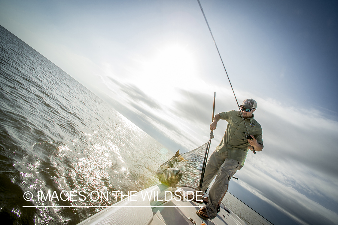 Fisherman with redfish in net.