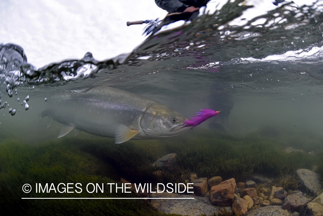 Flyfisherman with Arctic Char underwater.