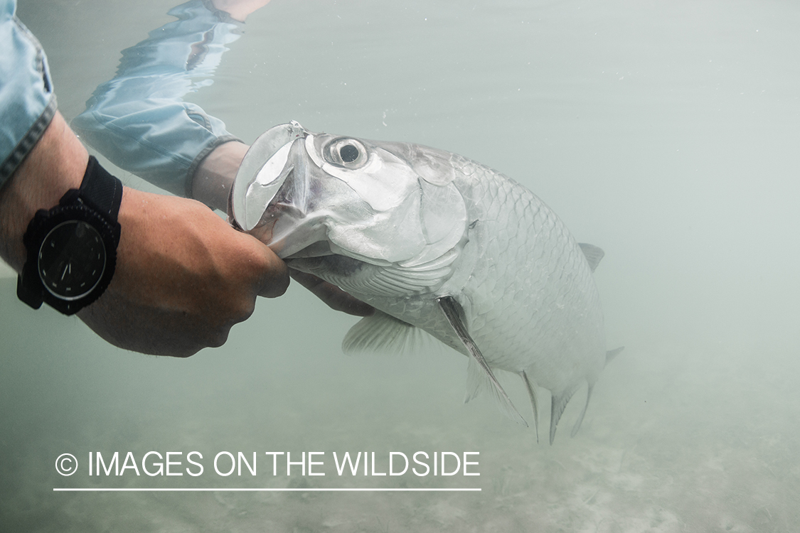 Tarpon underwater