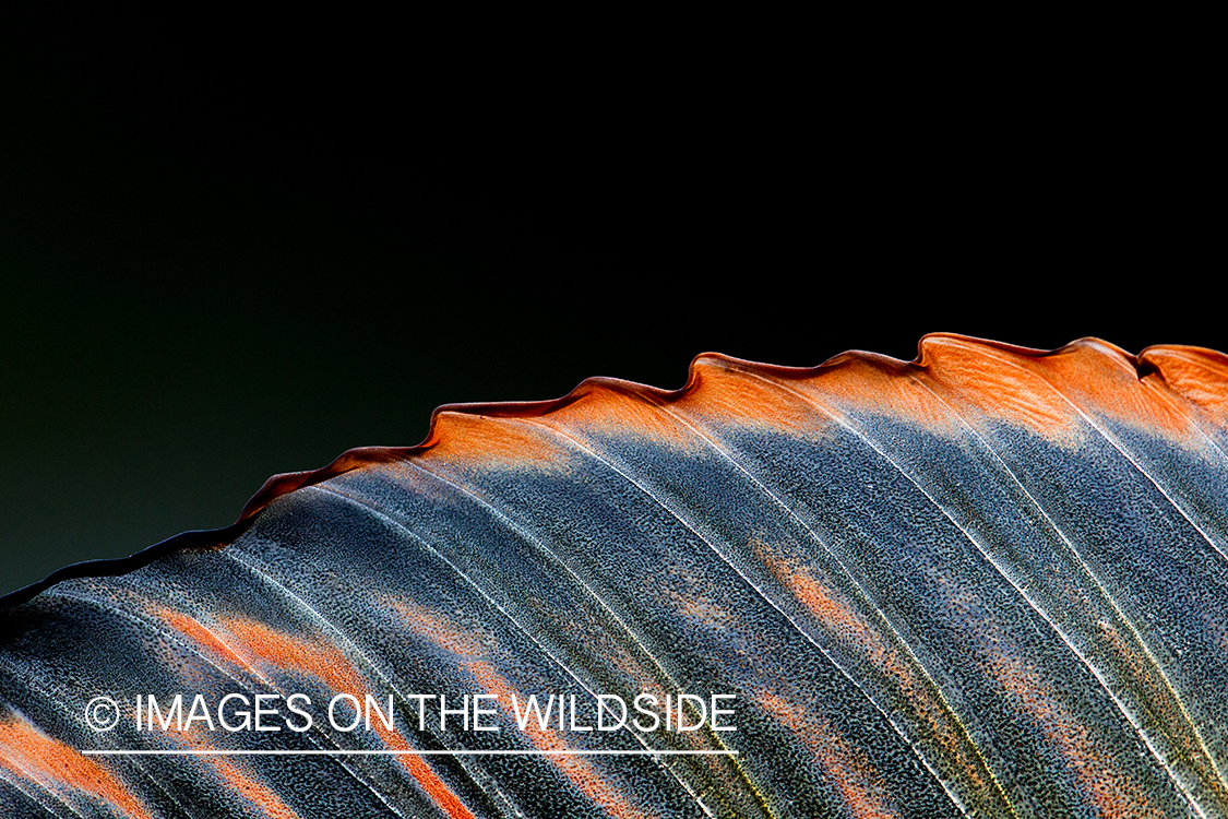 Arctic char dorsal fin closeup. 