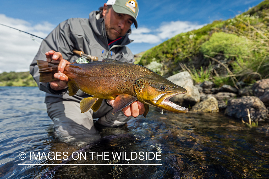 Flyfisherman releasing trout.