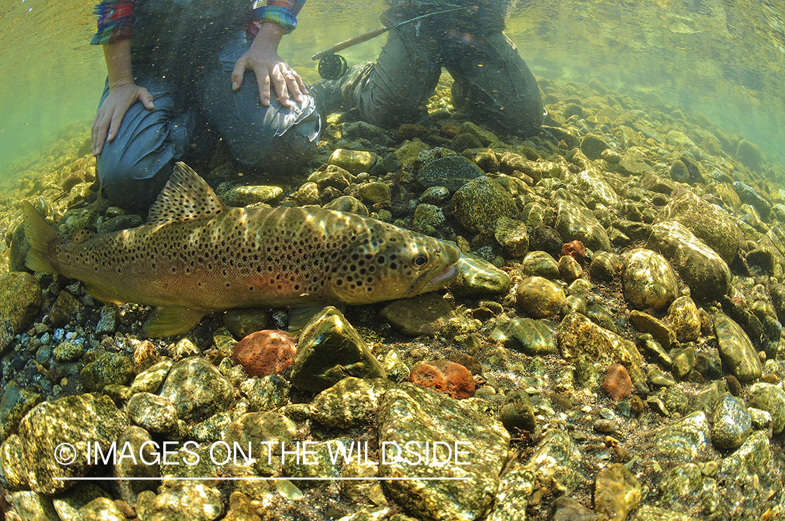 Flyfisherman with trout underwater.