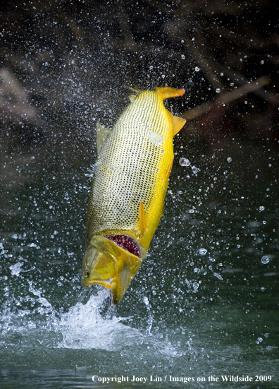 Leaping Golden Dorado