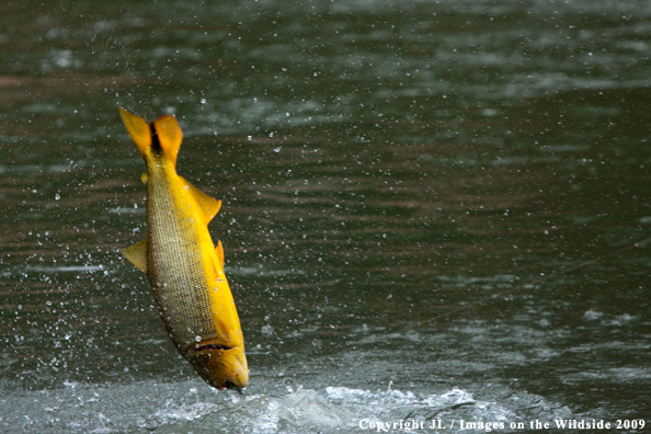 Golden Dorado fighting