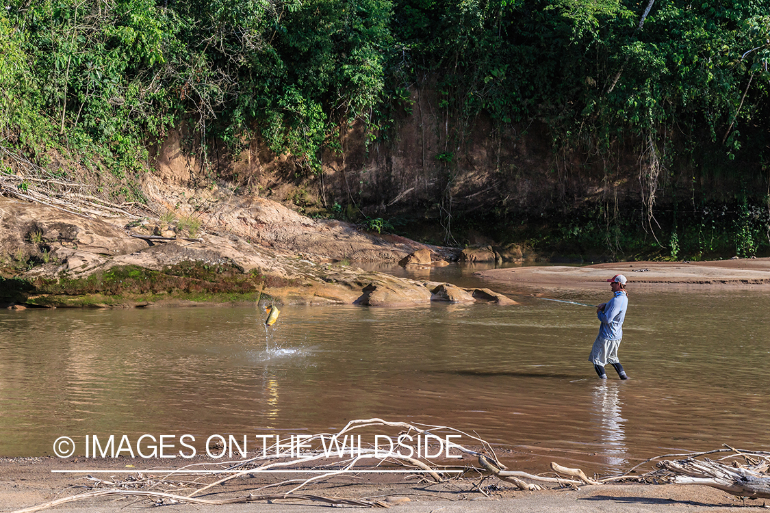 Flyfishing for Golden Dorado in Bolivia.