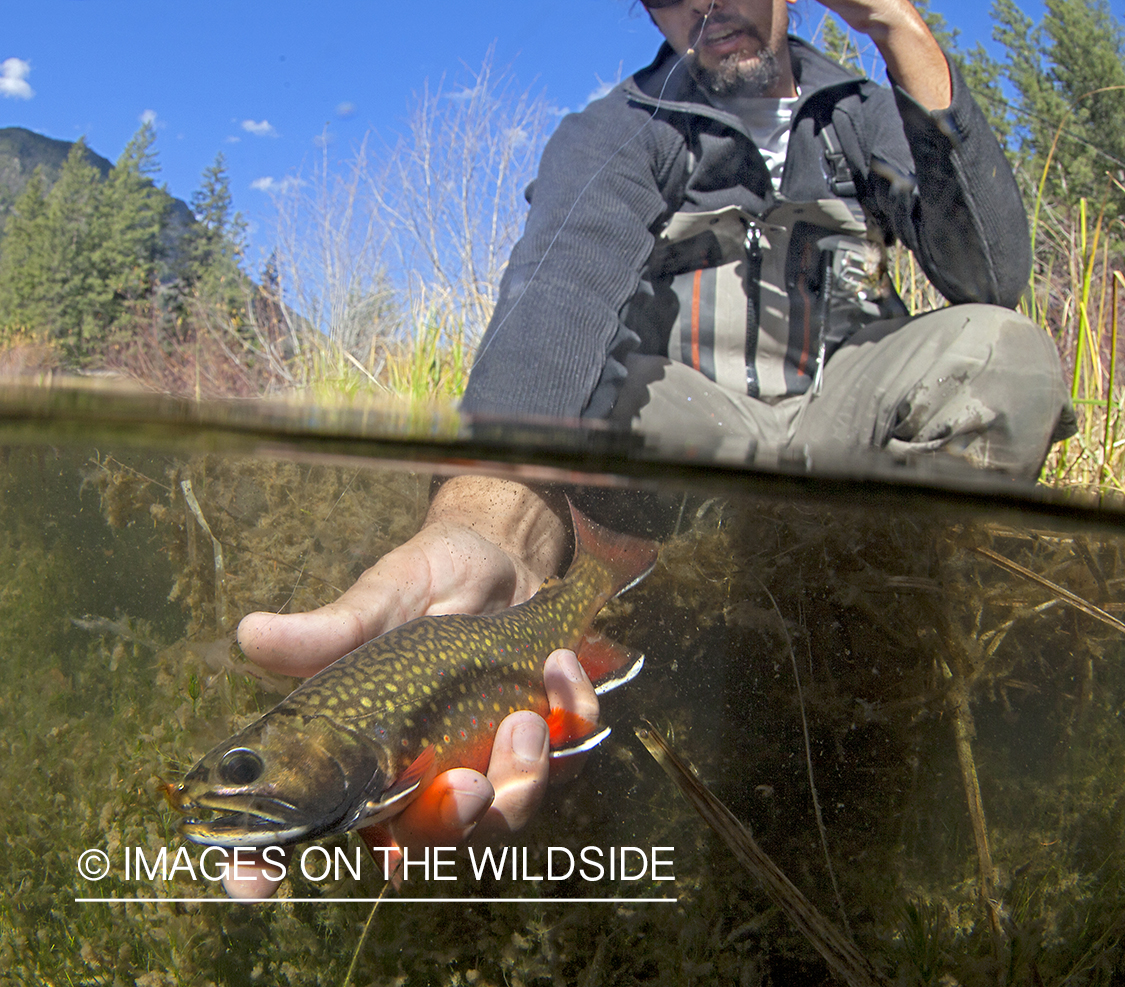 Brook Trout underwater.