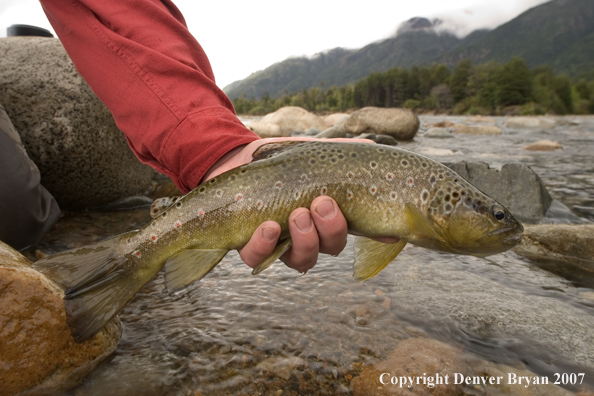 Flyfisherman holding/releasing brown trout.  Closeup of trout.