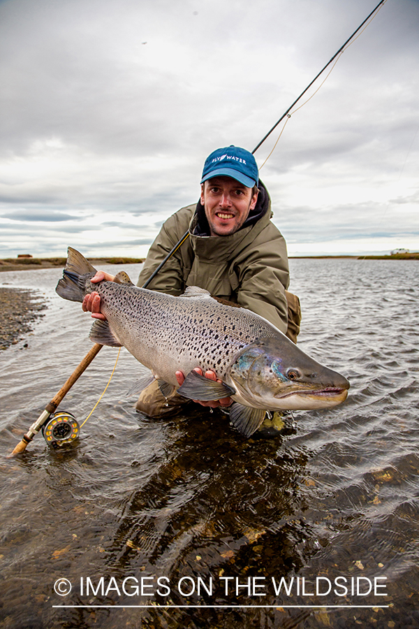 Flyfisherman with sea run brown trout, in Patagonia.