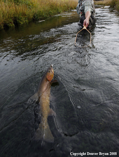 Cutthroat Trout On The Line