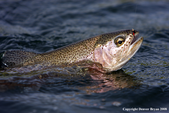 Rainbow Trout