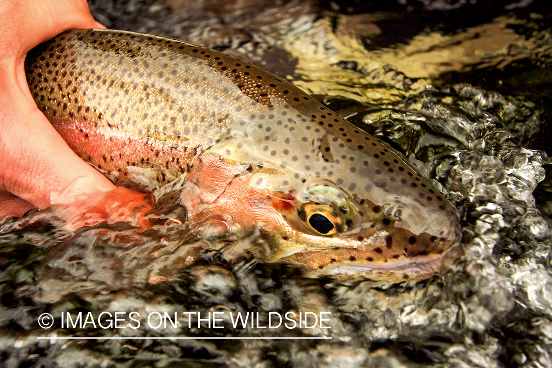 Close-up of Rainbow Trout