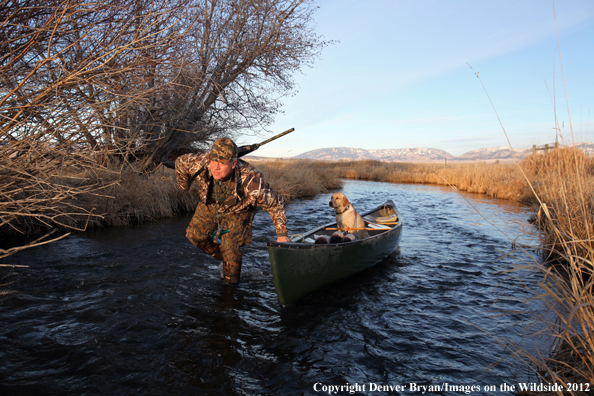 Duck hunter with yellow labrador retriever in canoe. 