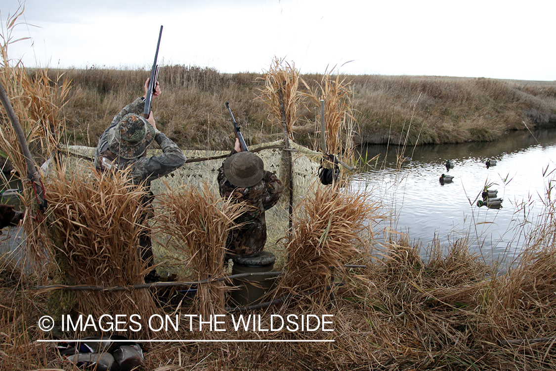 Father and son waterfowl hunters shooting at waterfowl.