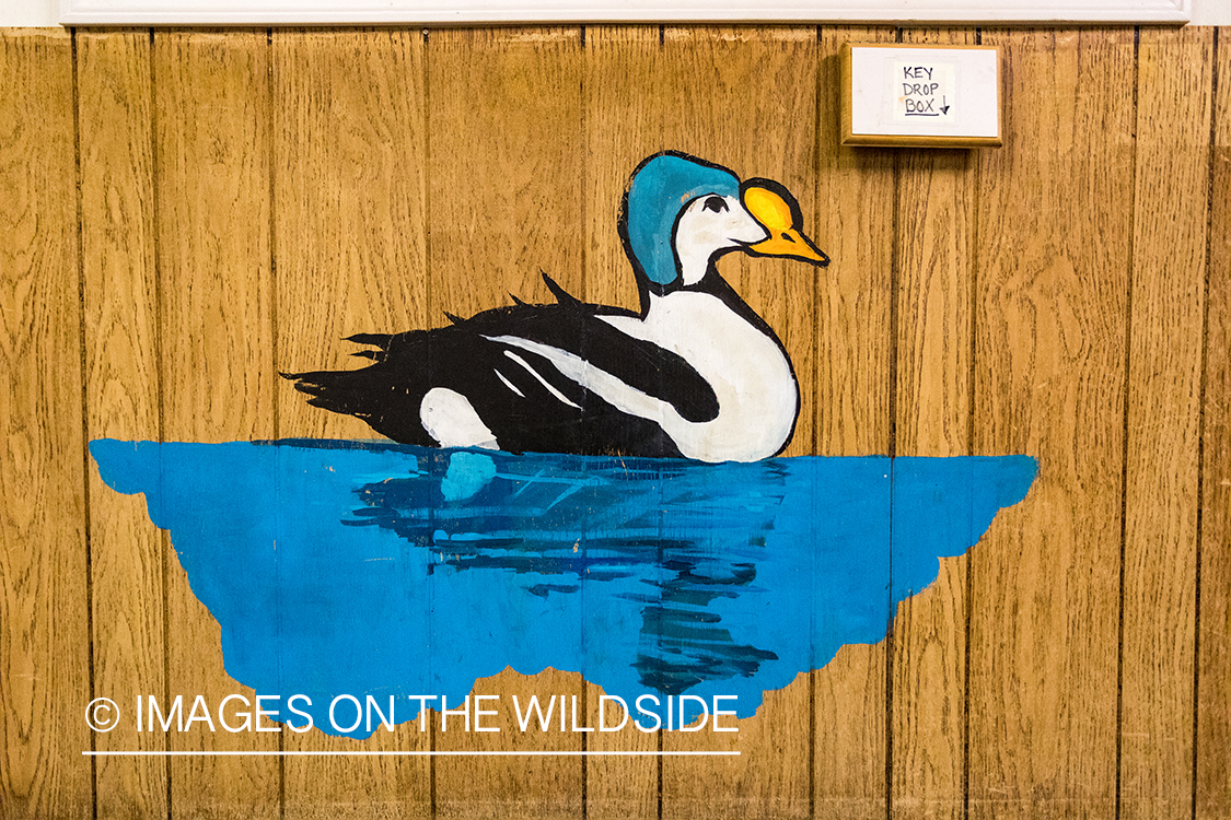 King Eider and Long-tailed duck hunting in Alaska, key drop box.