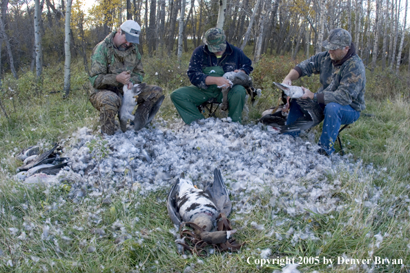 Goose hunters cleaning geese.