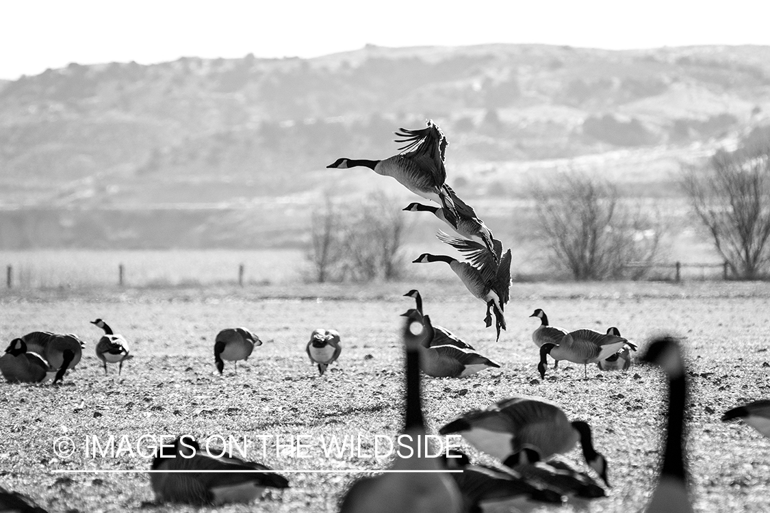 Canada geese landing.