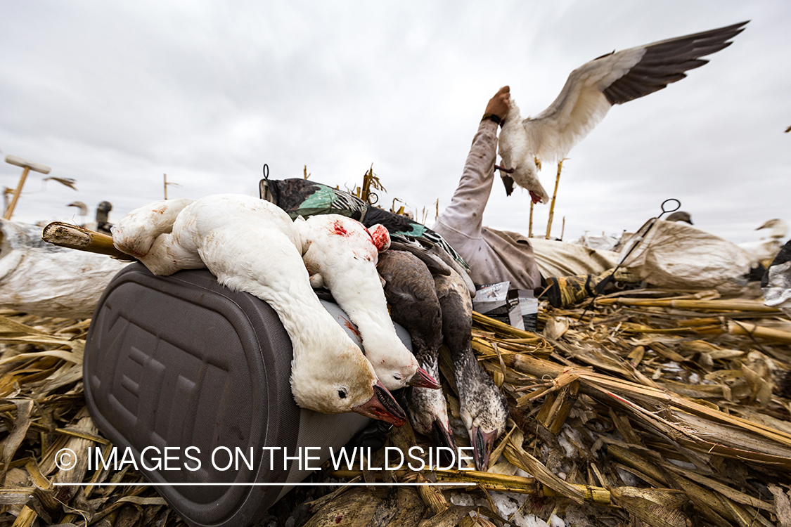 Bagged snow geese.