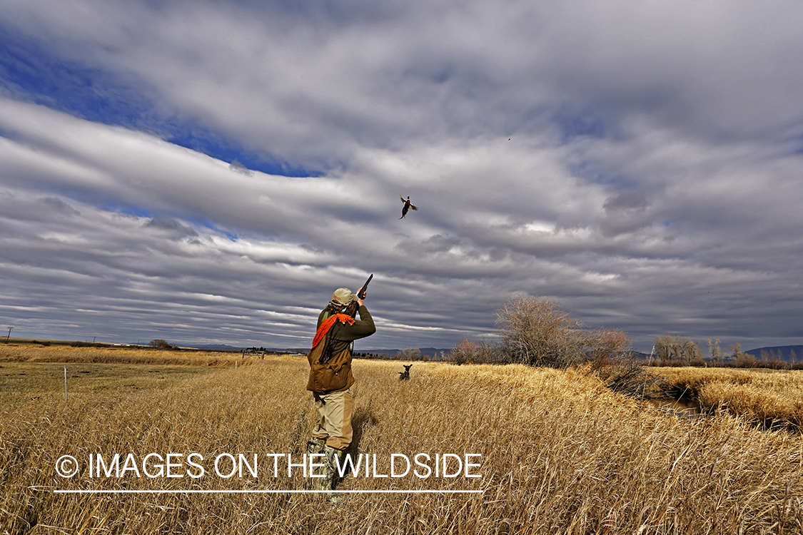 Pheasant hunter shooting at flushed game. 