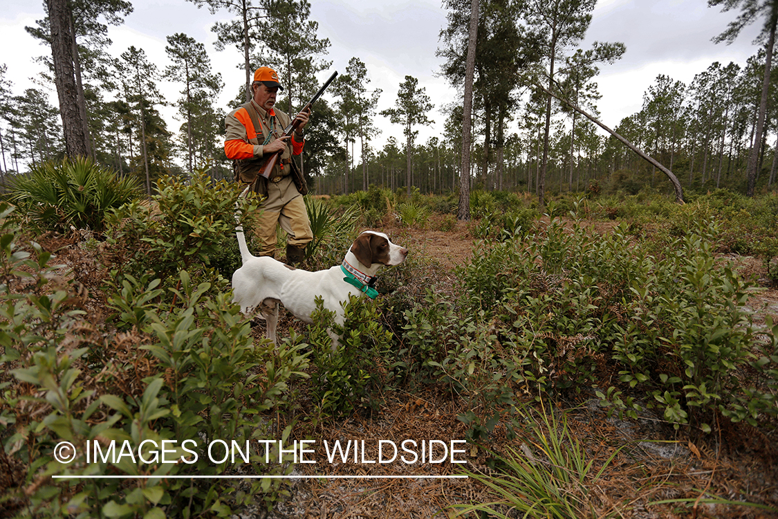 Bobwhite quail hunter in field with english pointer.