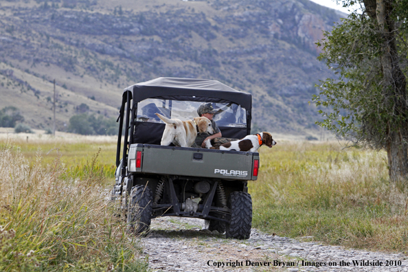 Young Hunter riding in back of ATV with dogs